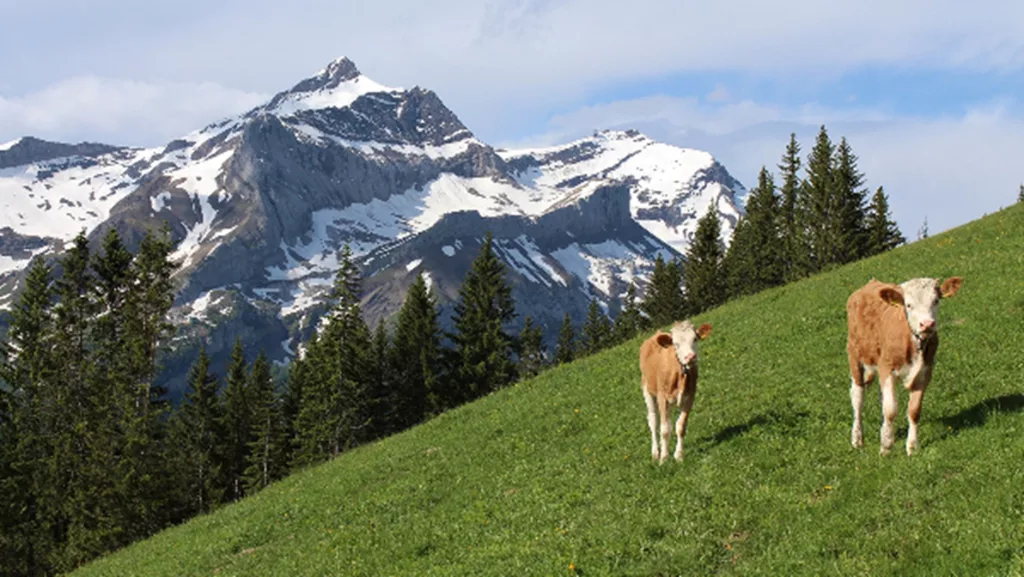 A cow standing on a grassy hill